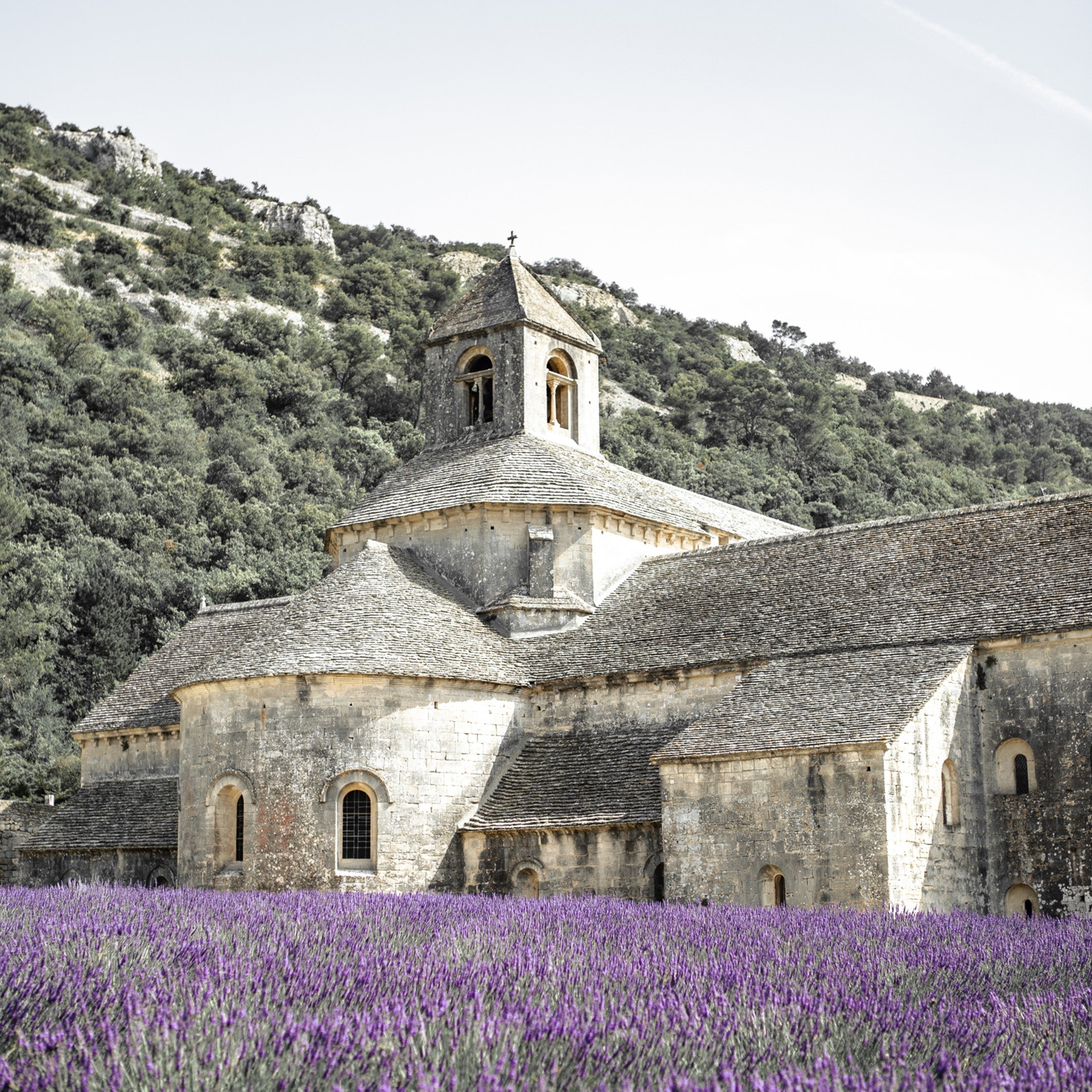 cottagecore lifestyle in lavender field