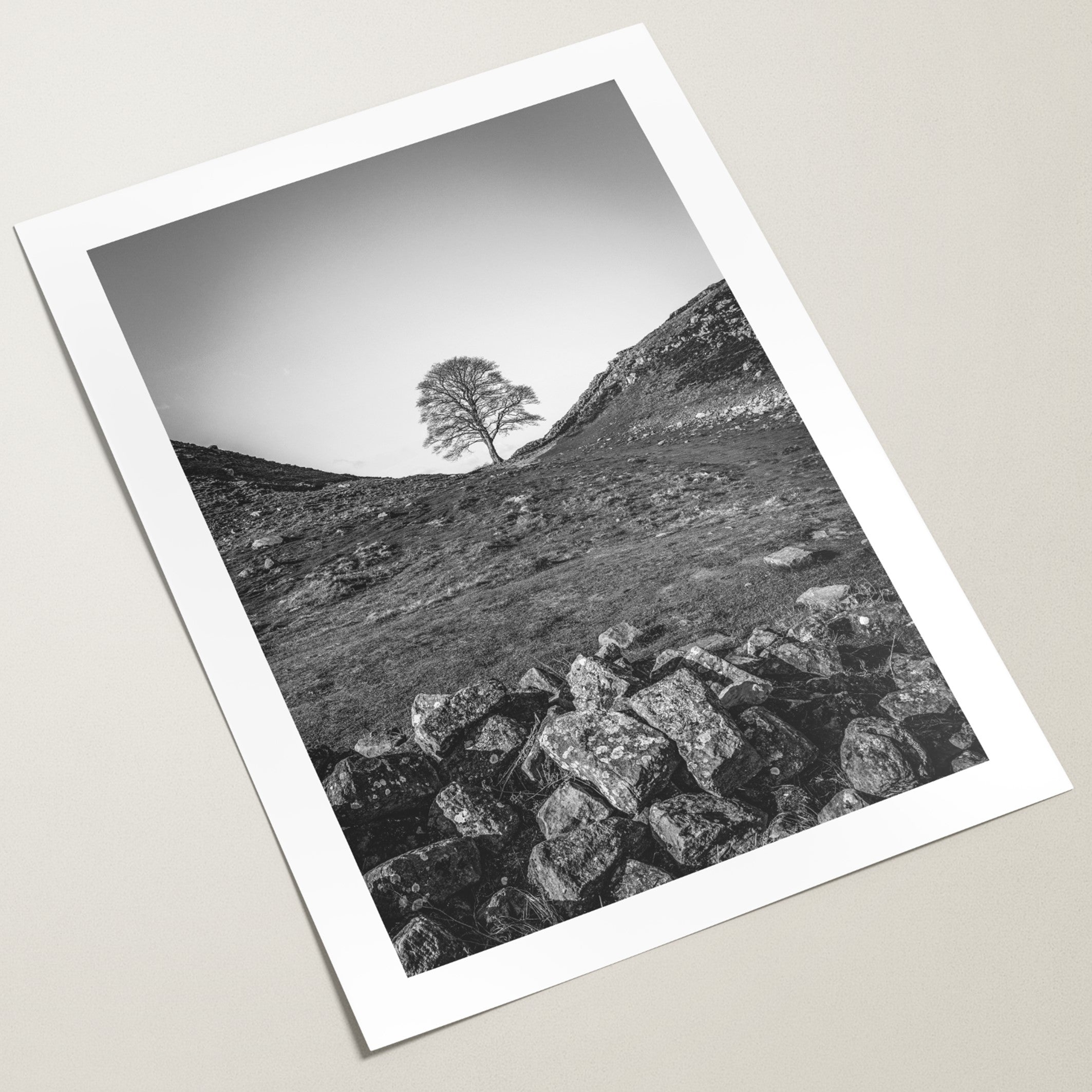 sycamore gap wall art