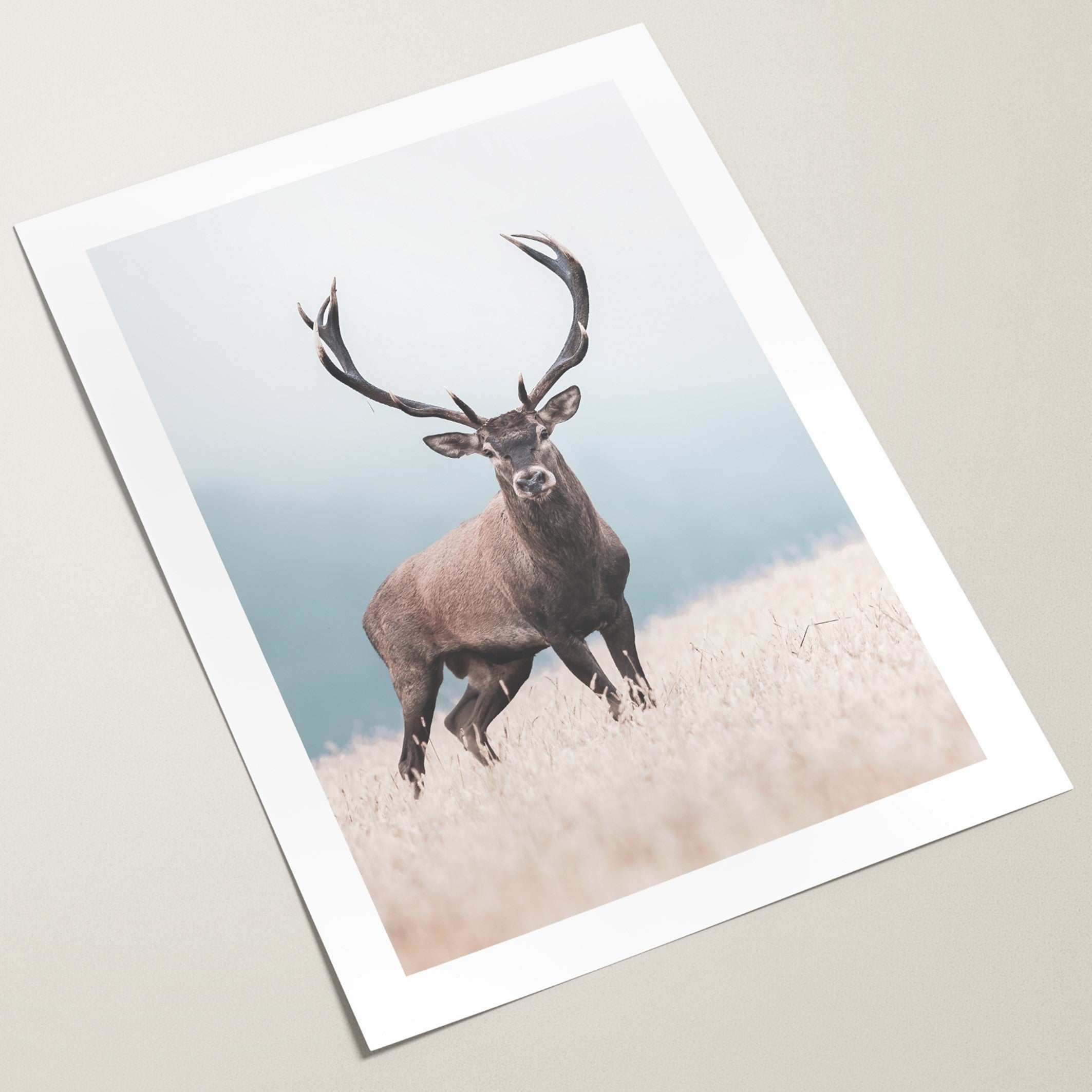 red deer wall art