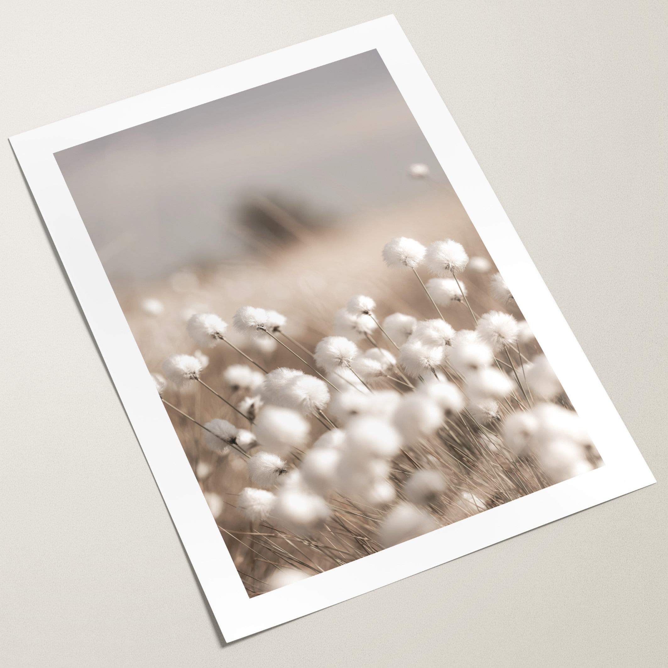 cotton grass poster