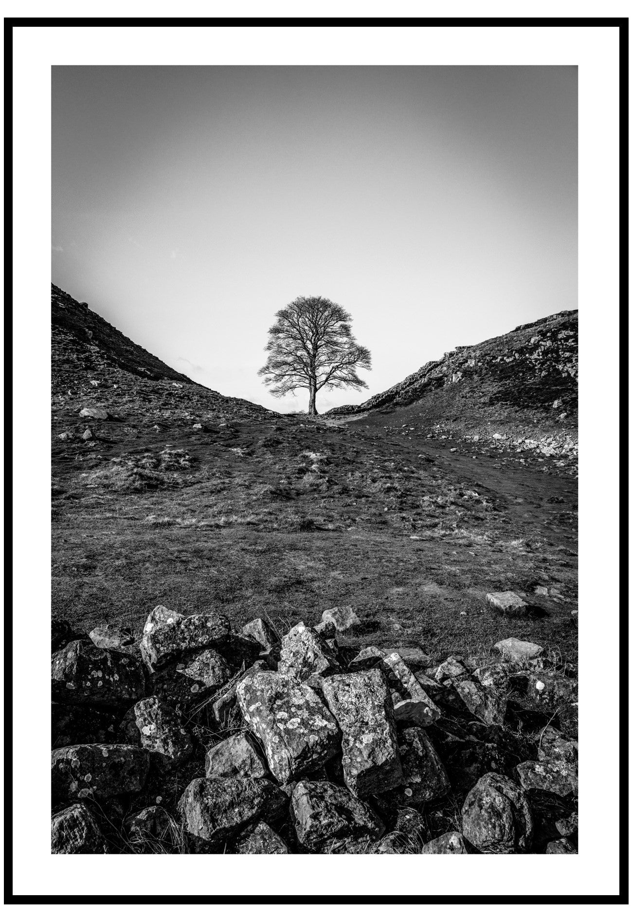 sycamore gap poster