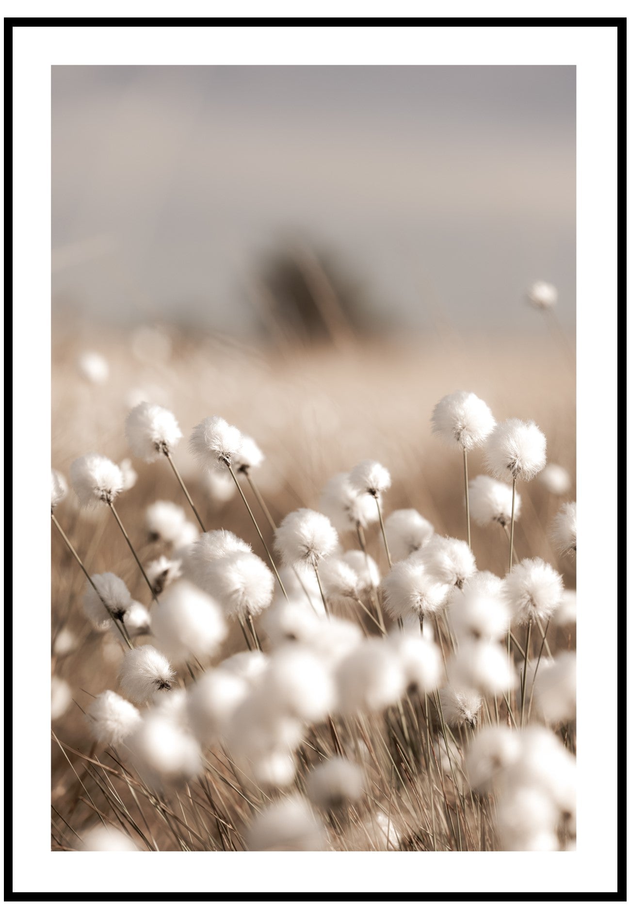 cotton grass wall art