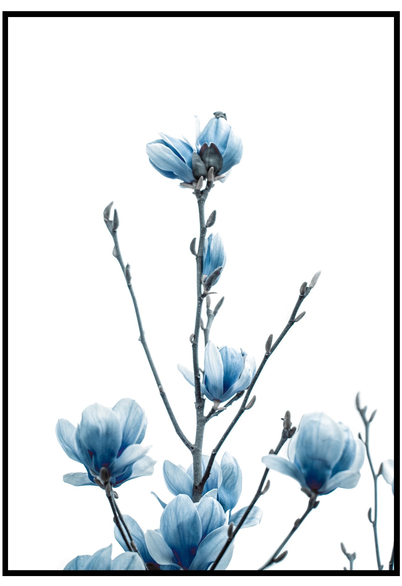 blue magnolia flower wall art