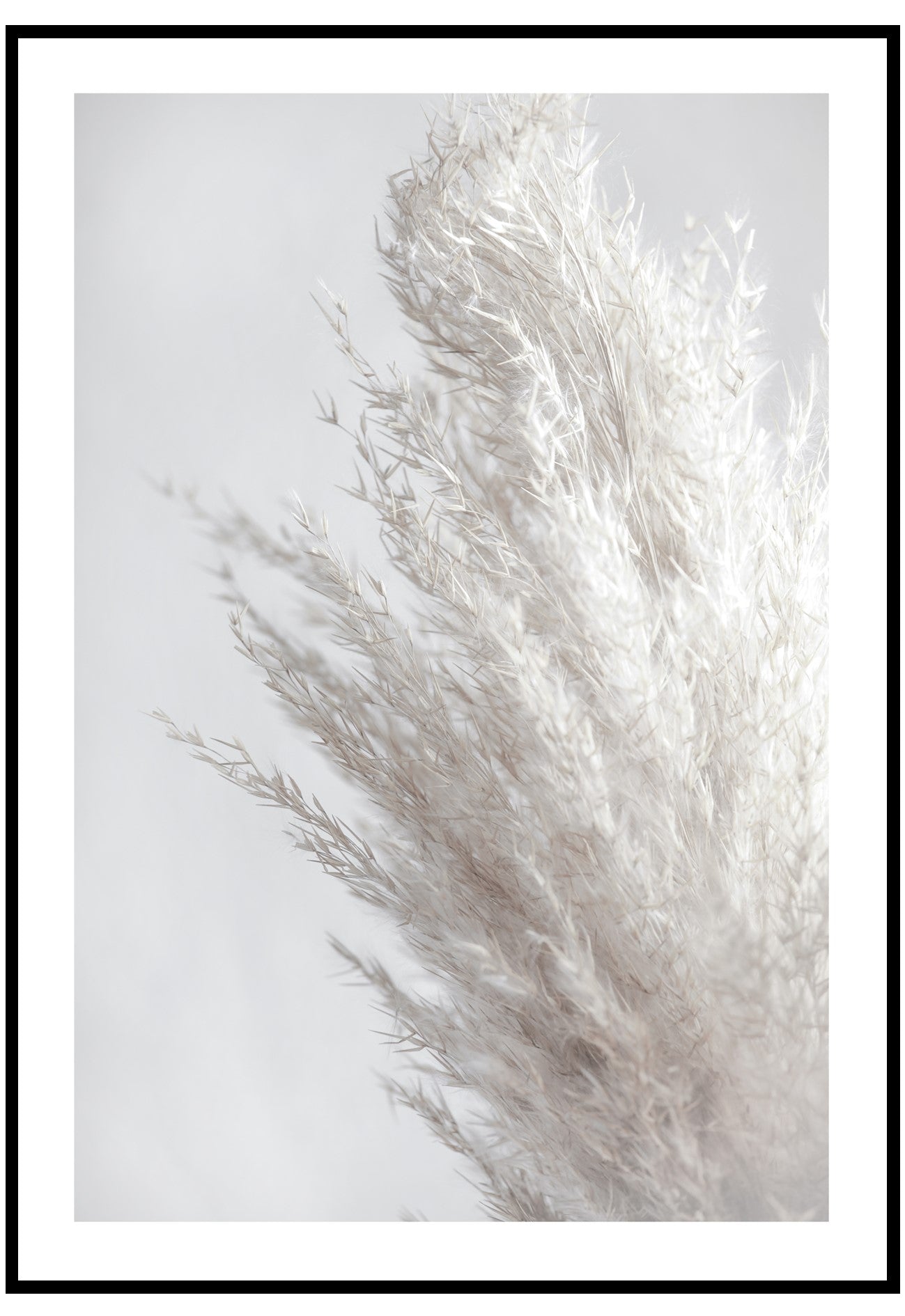 white pampas wall art