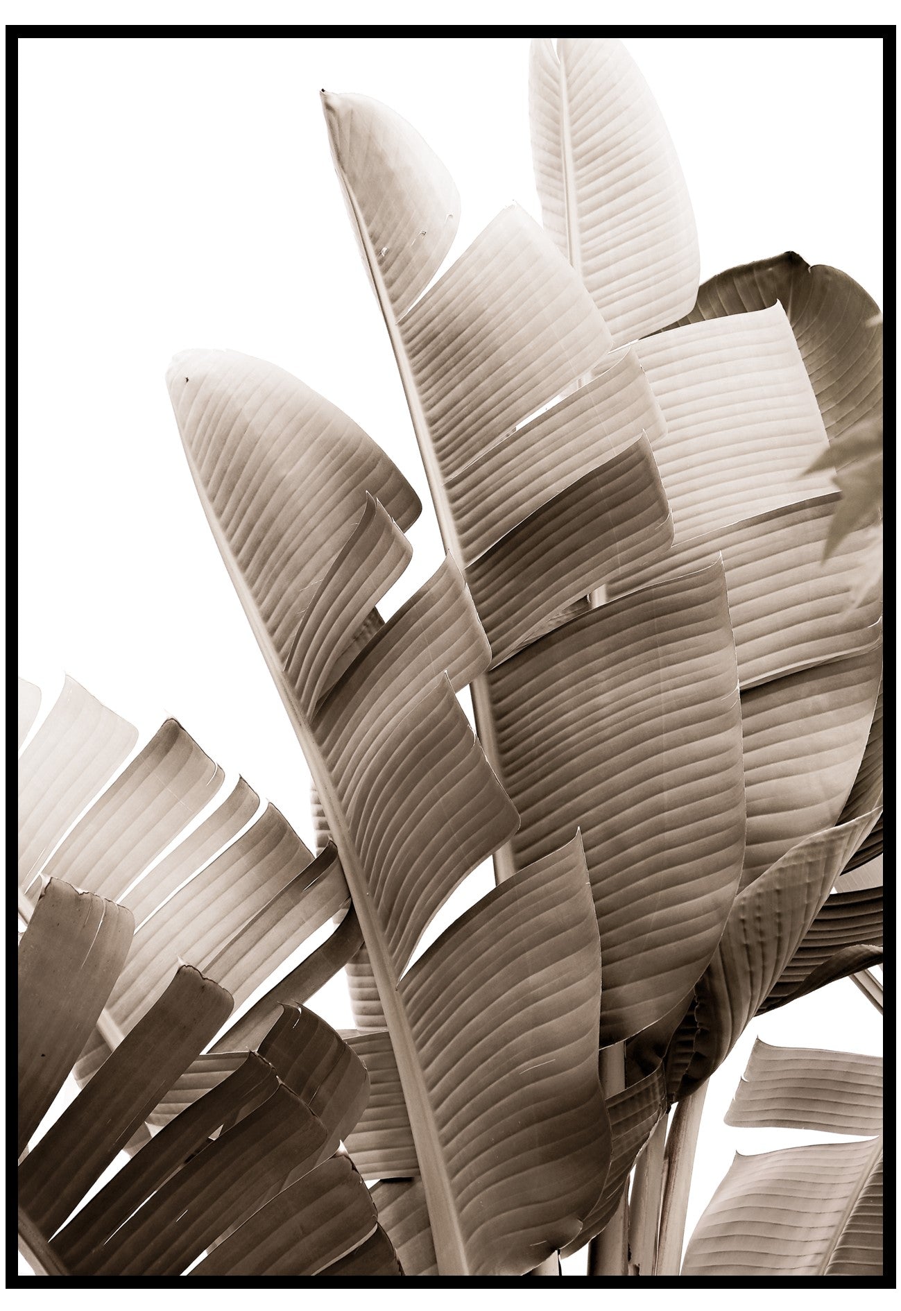 neutral banana leaves poster