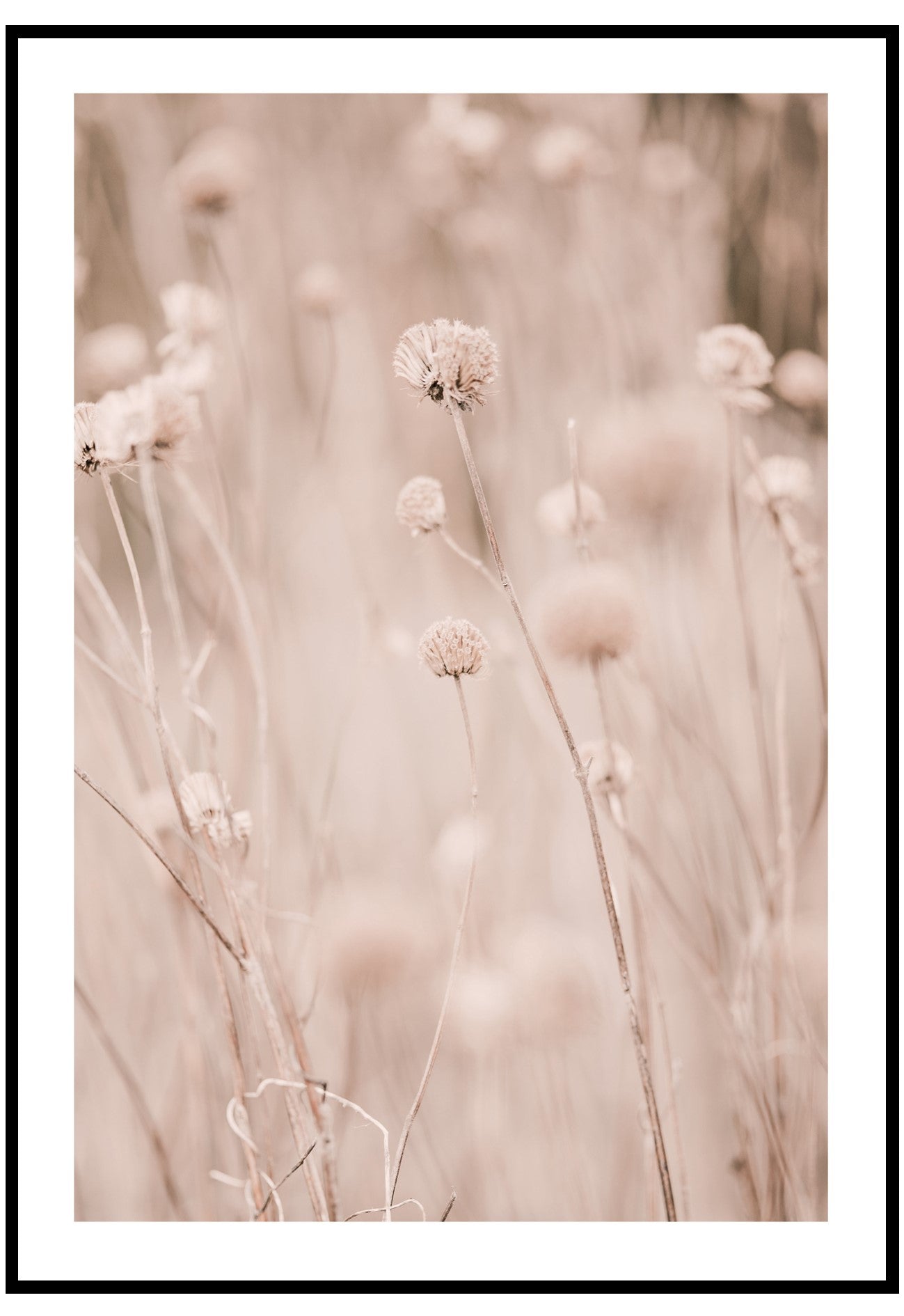 blush reeds poster