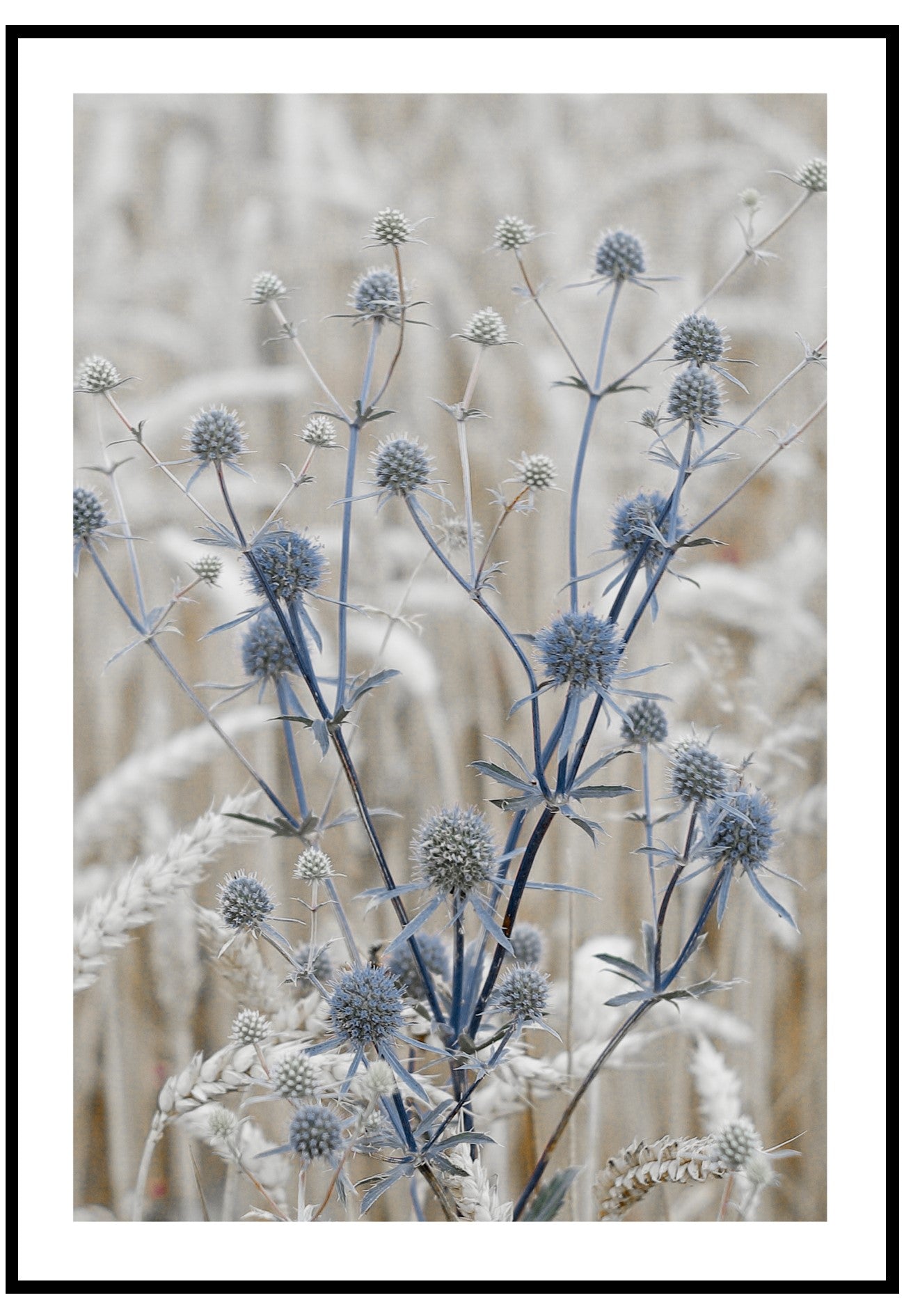 blue eryngo wall art