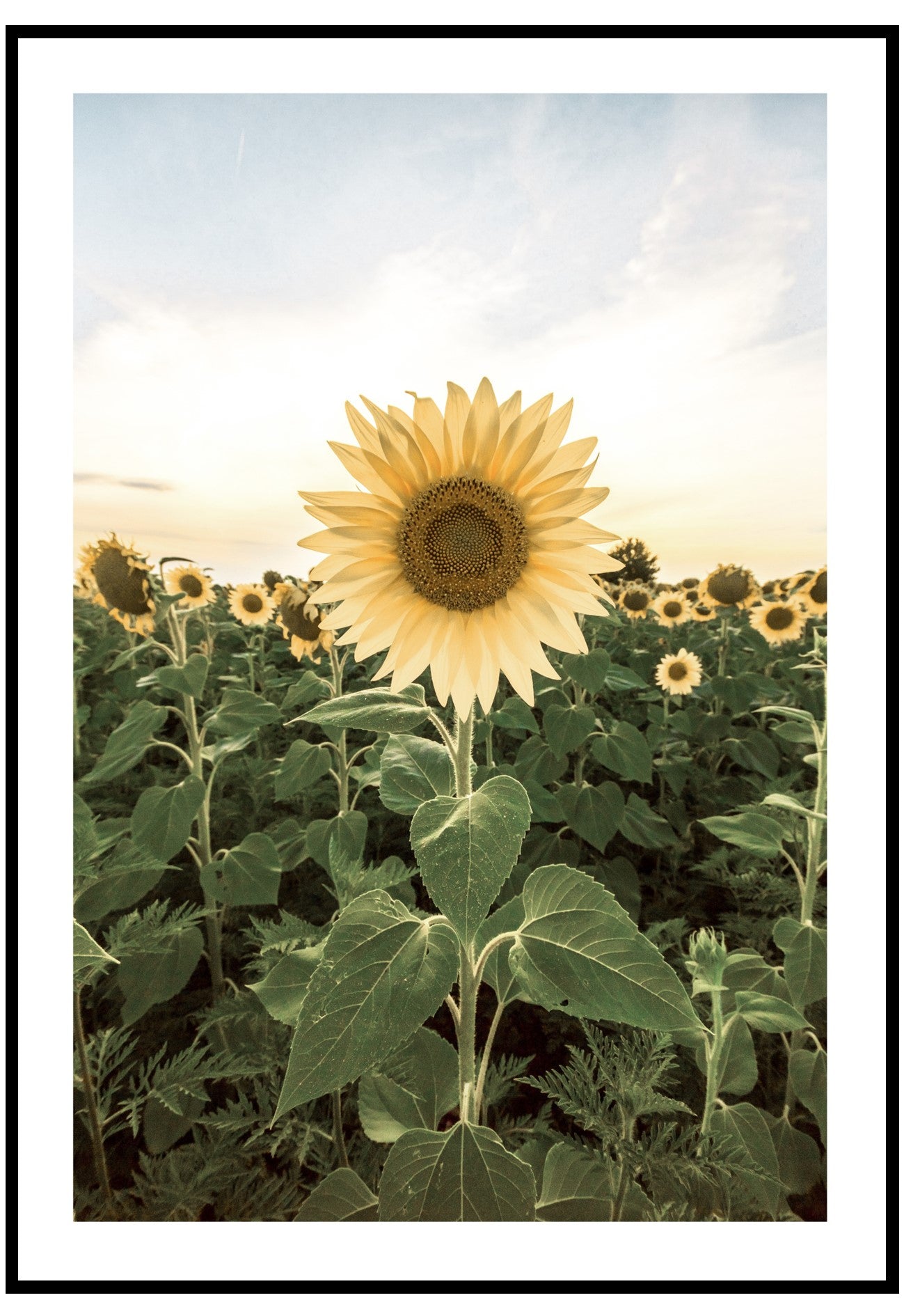 sunflower wall art