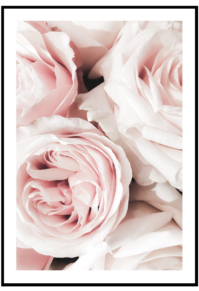 soft pink roses wall art