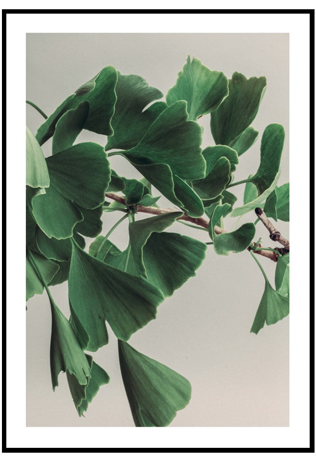 ginkgo poster wall art