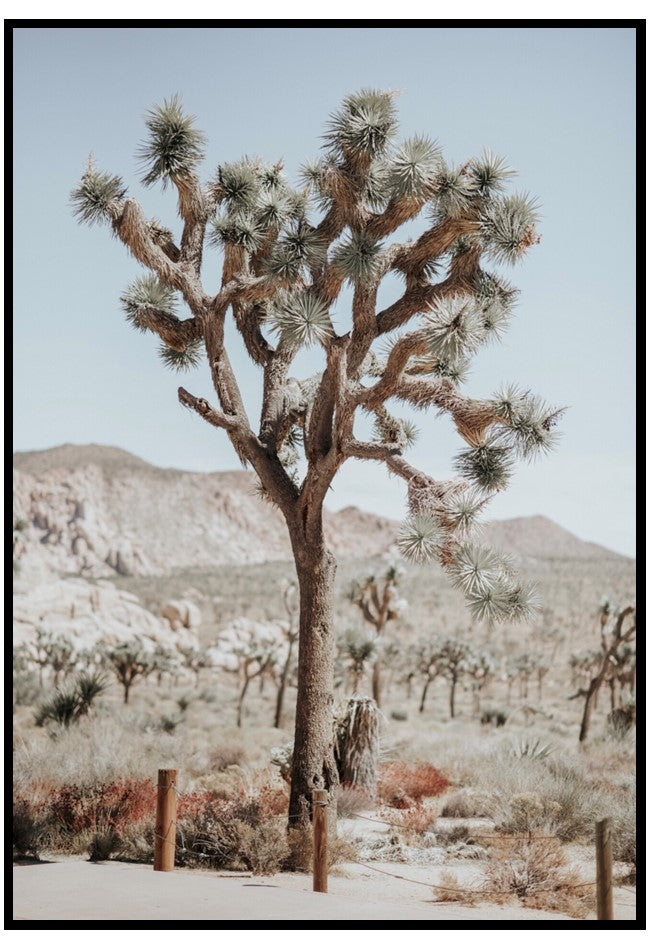 joshua tree wall art