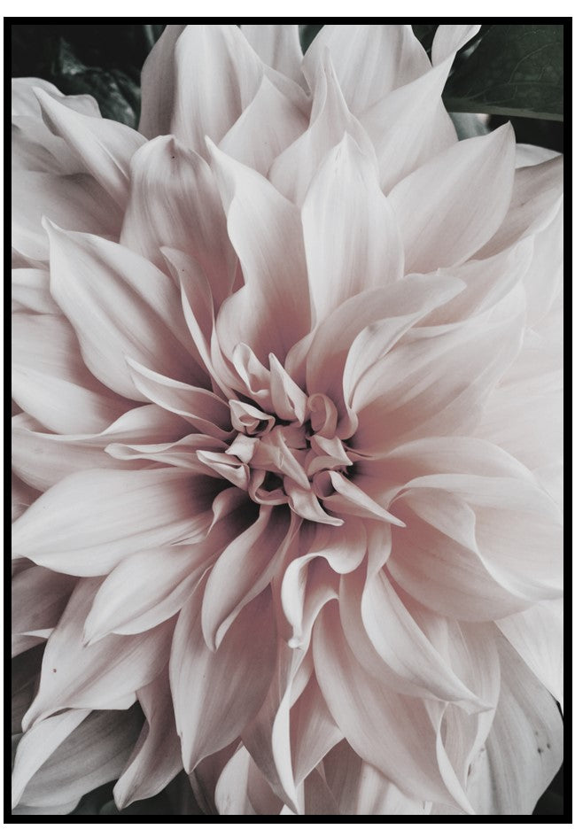 dahlia wall art 