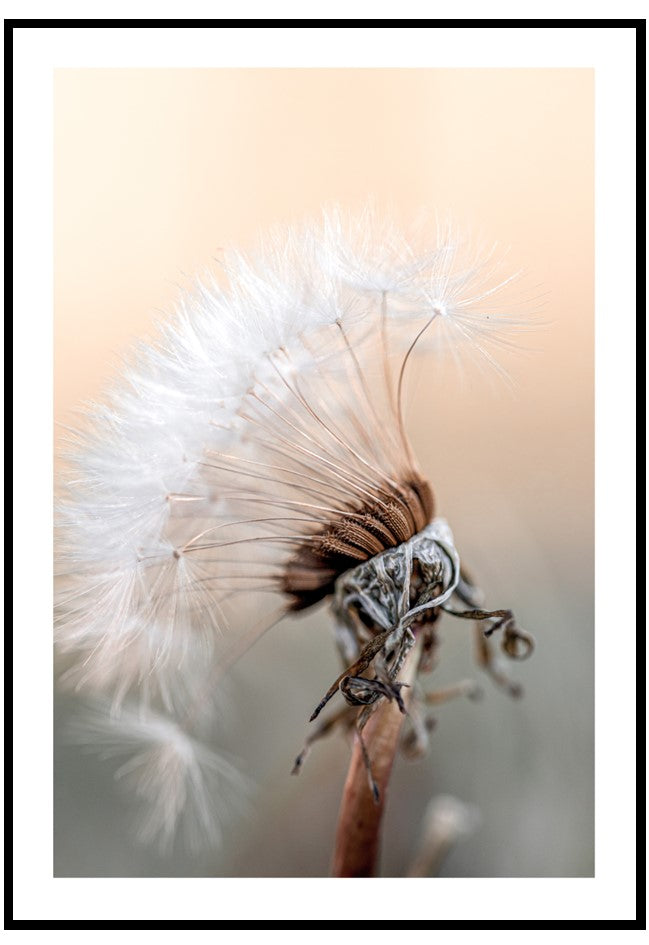 pastel dandelion wall art