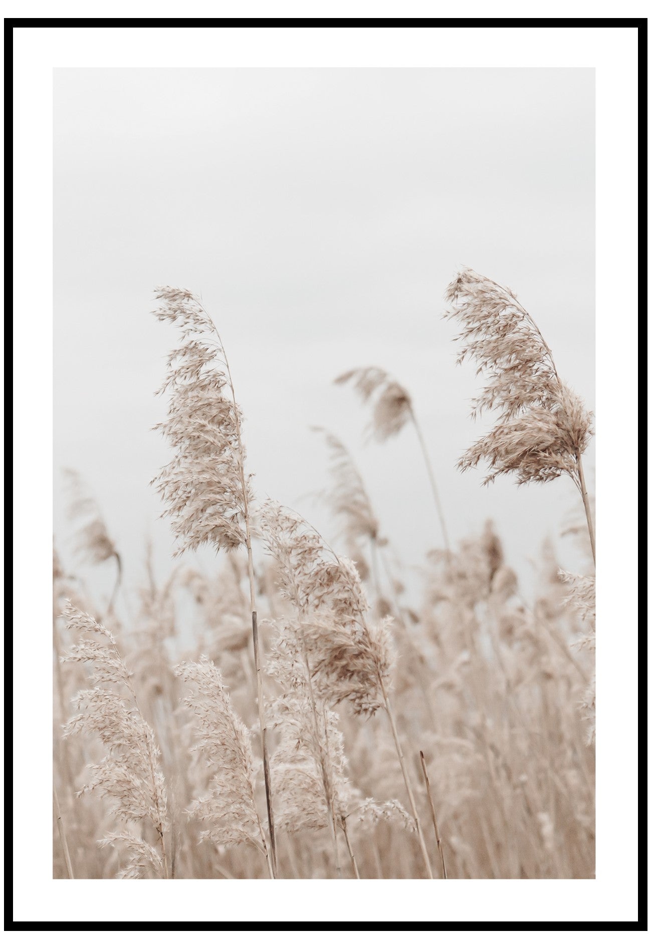 pampas wind wall art