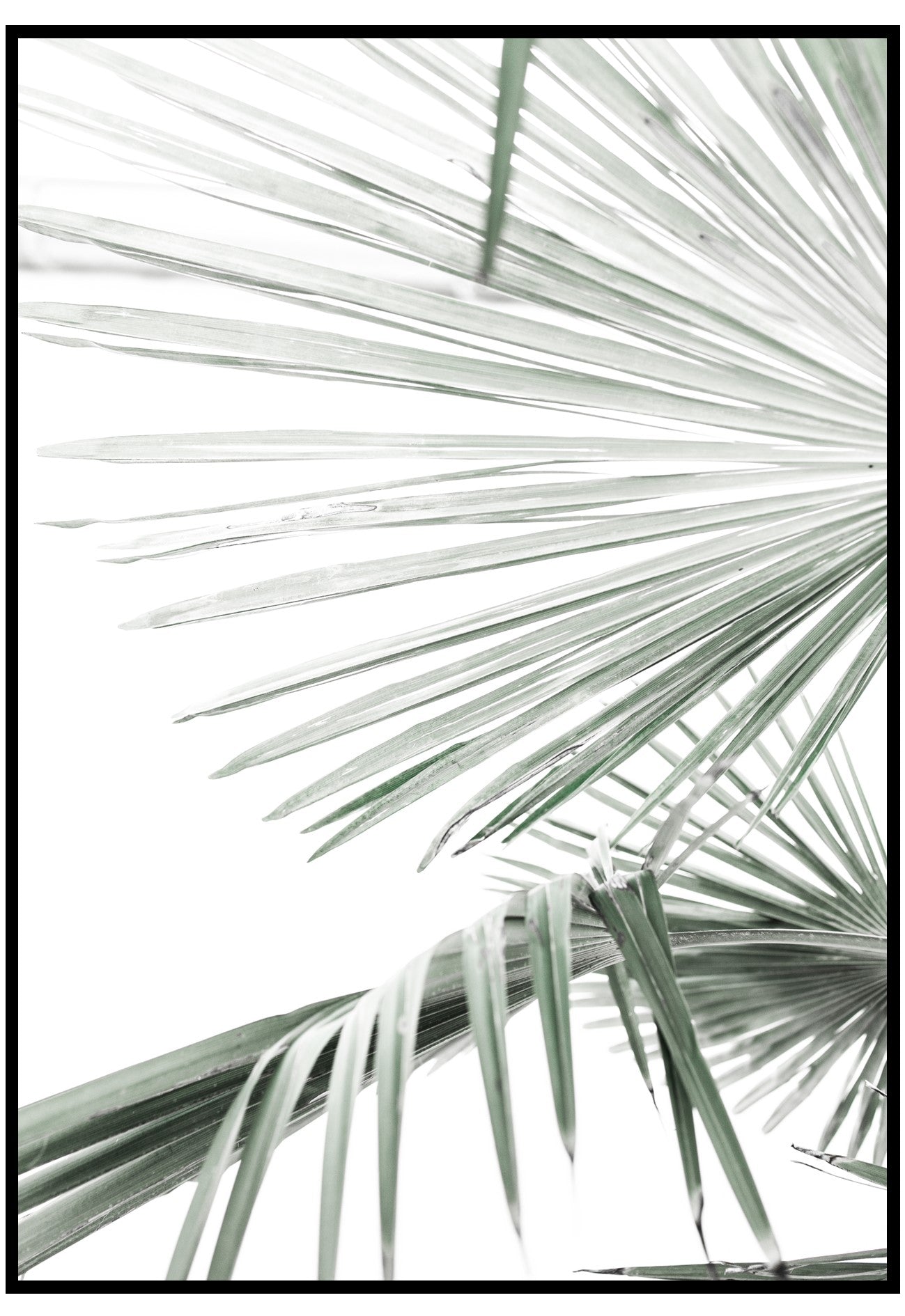 tropical fan palm wall art