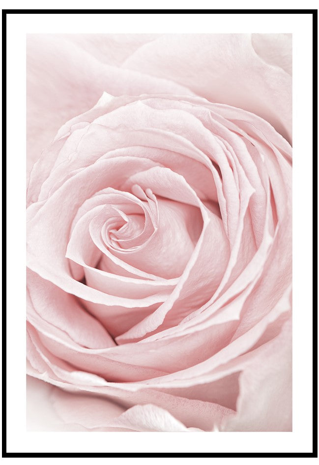 pink rose details wall art