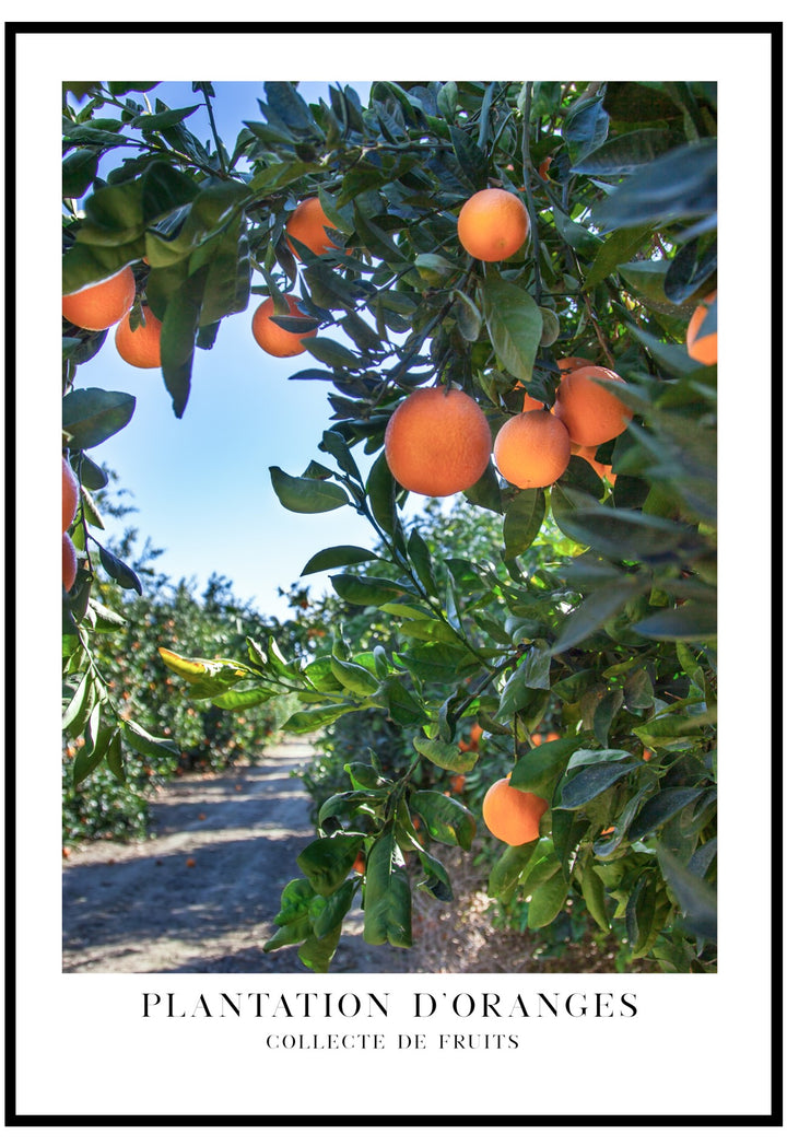 Plantation D'Oranges Wall Art