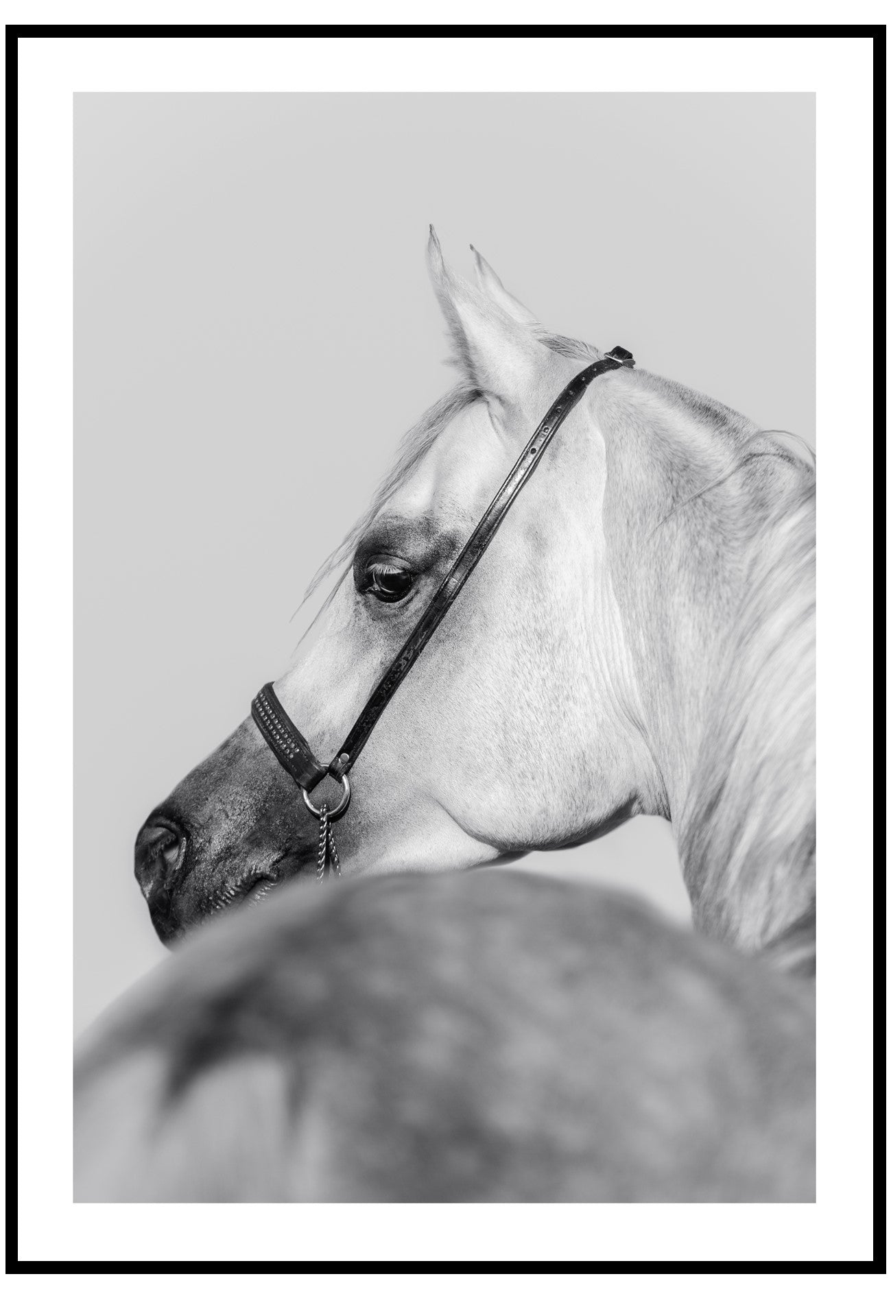 Horse Portrait Wall Art