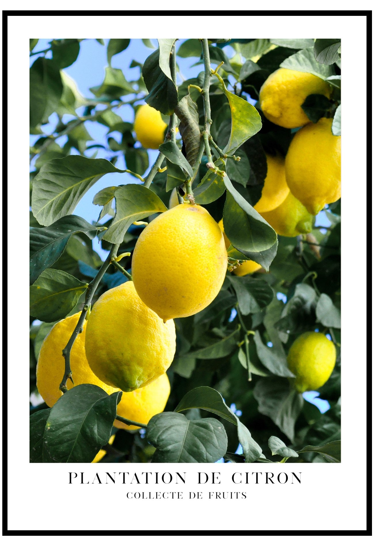 Plantation De Citron Wall Art