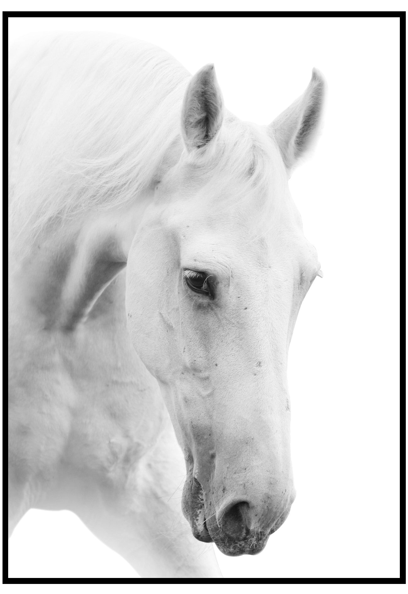 White Horse Wall Art