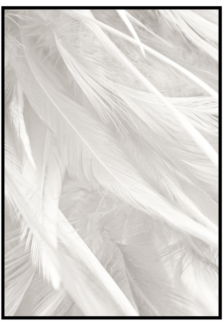 White Feathers Wall Art