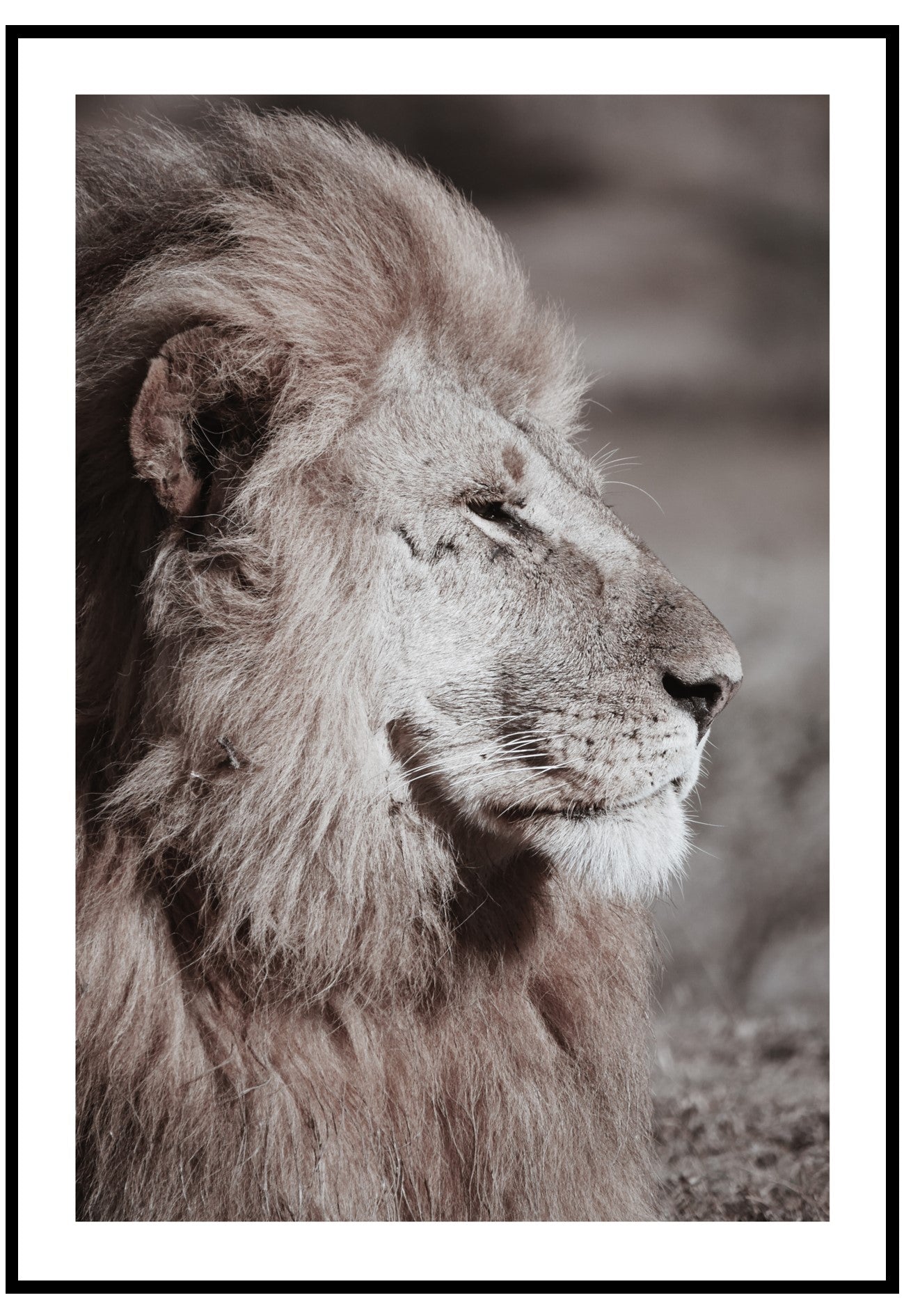 Lion Portrait Wall Art