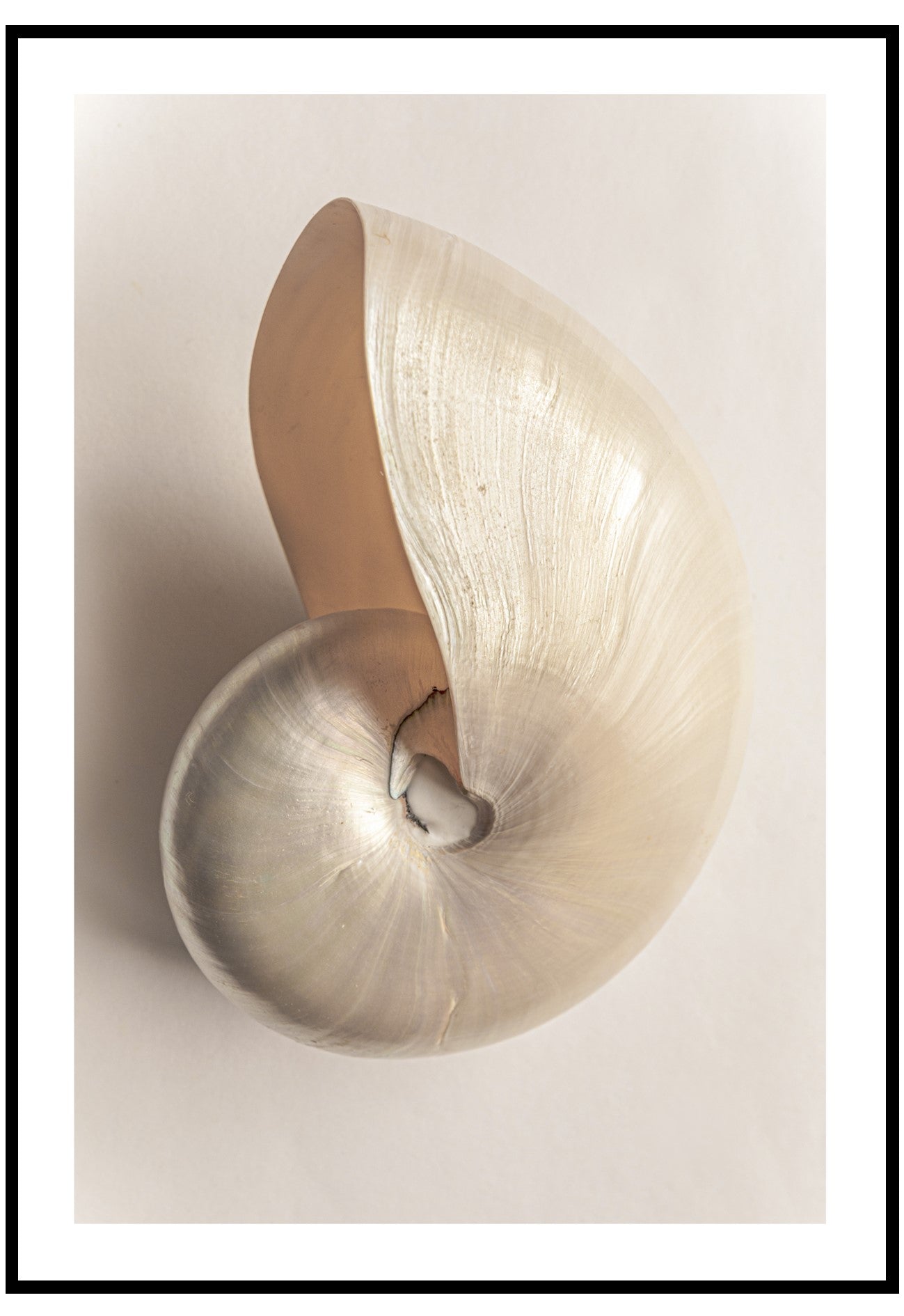 Shell Beauty Wall Art