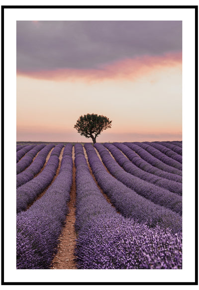 Purple Fields Wall Art