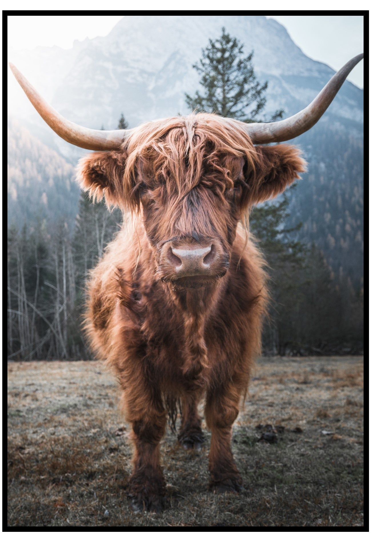 Highland Cattle Wall Art