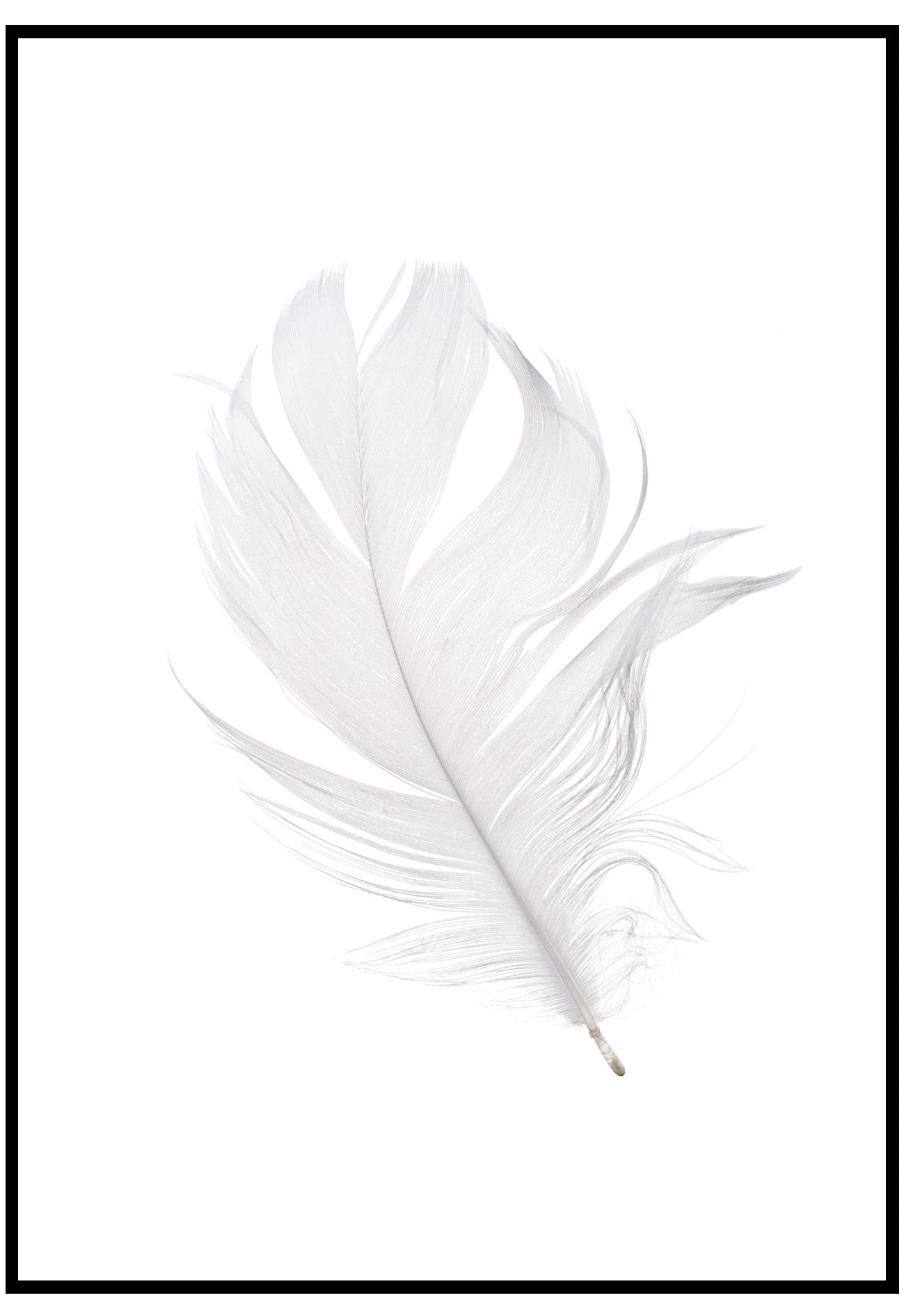 White Feather Wall Art