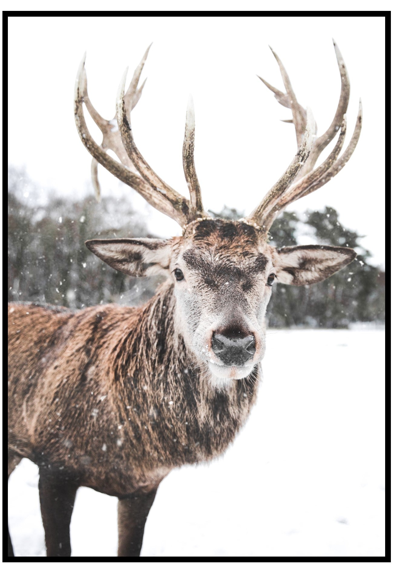 Snow Deer Wall Art