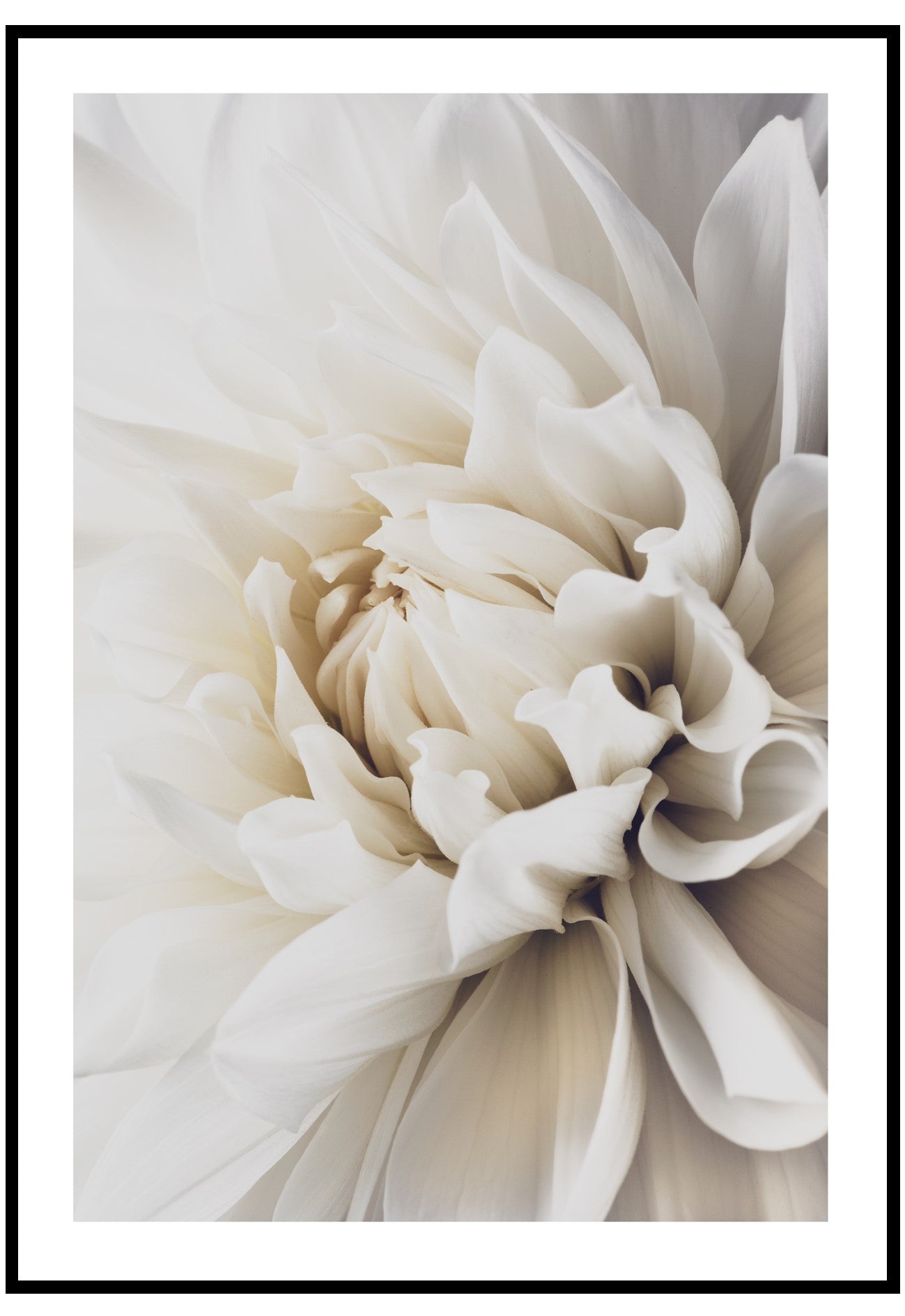 WHITE DAHLIA WALL ART