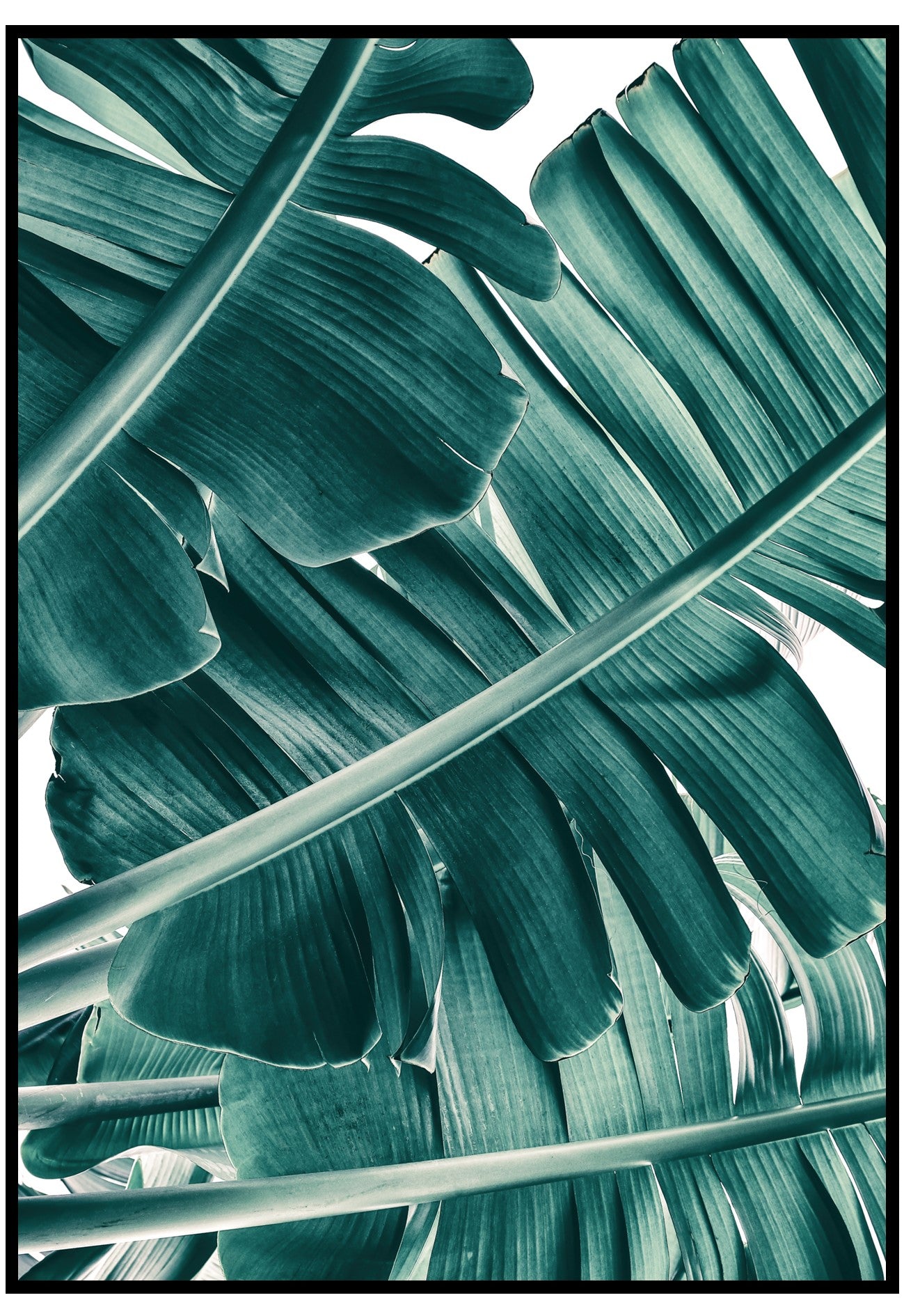 banana leaves poster