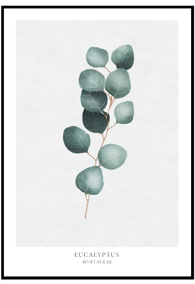 eucalyptus illustration wall art