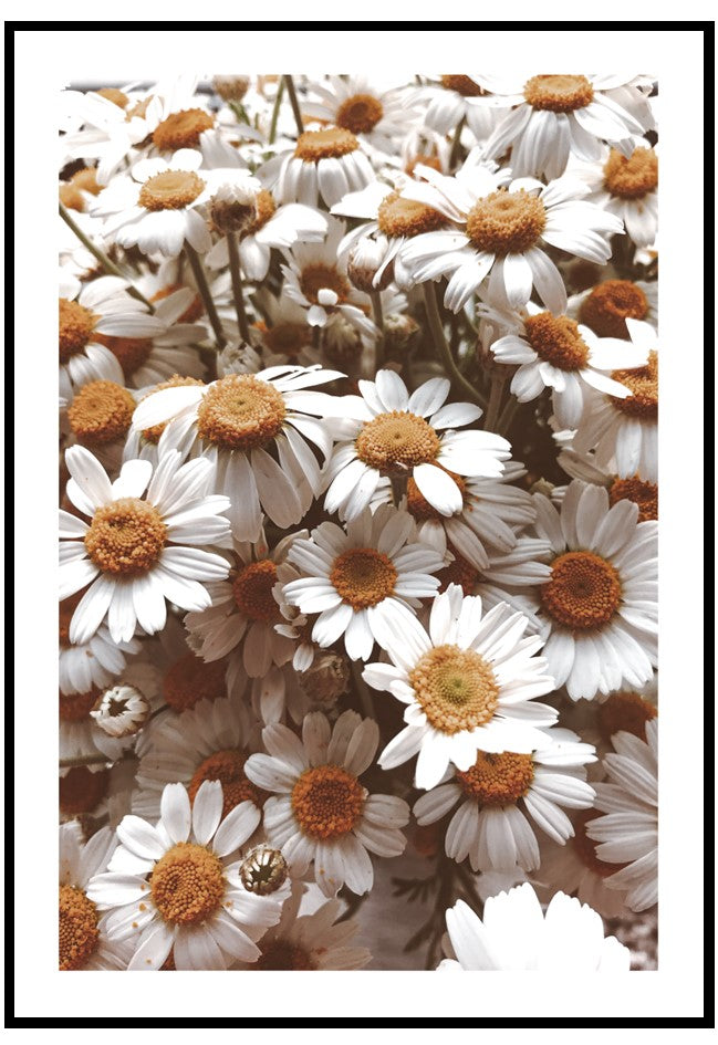 daisy field wall art