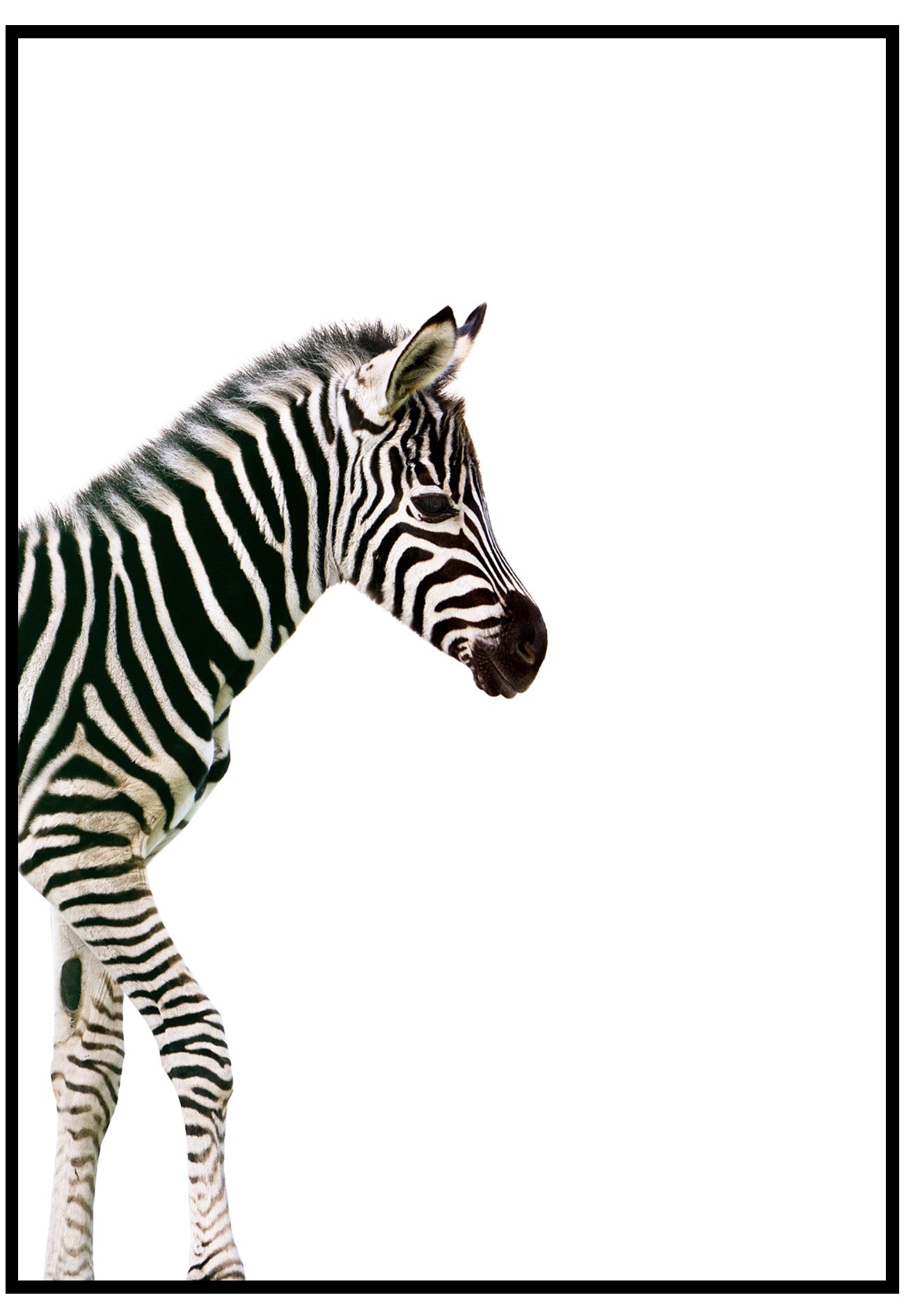 zebra black and white kids wall art